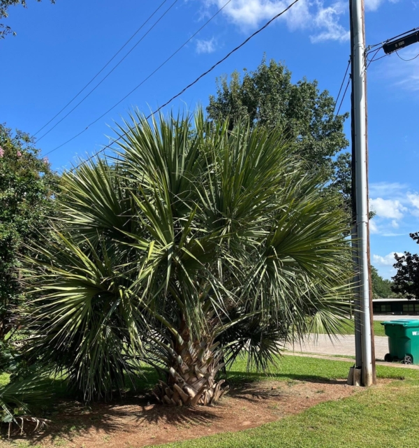 Sabal x brazoriensis