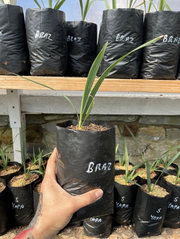 Sabal x brazoriensis