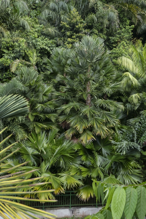 Saribus rotundifolius