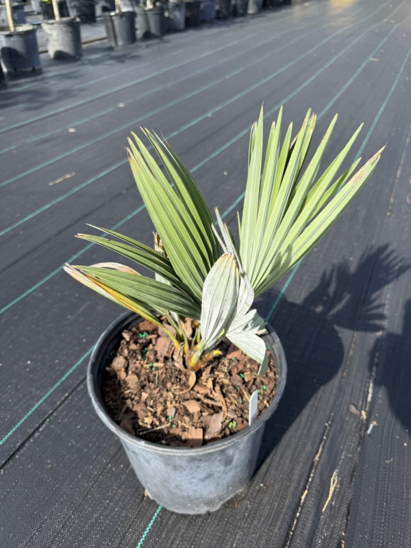 Acoelorrhaphe wrightii