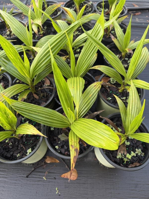 Pritchardia pacifica