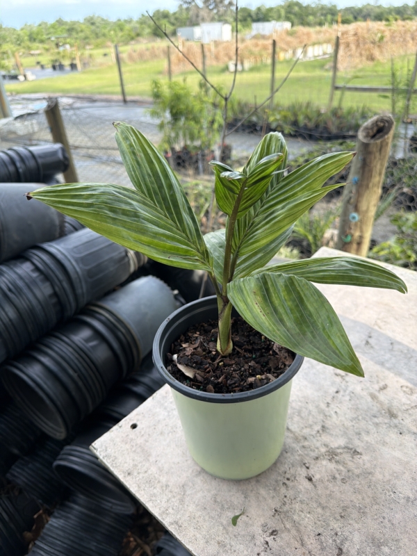 Pinanga coronata