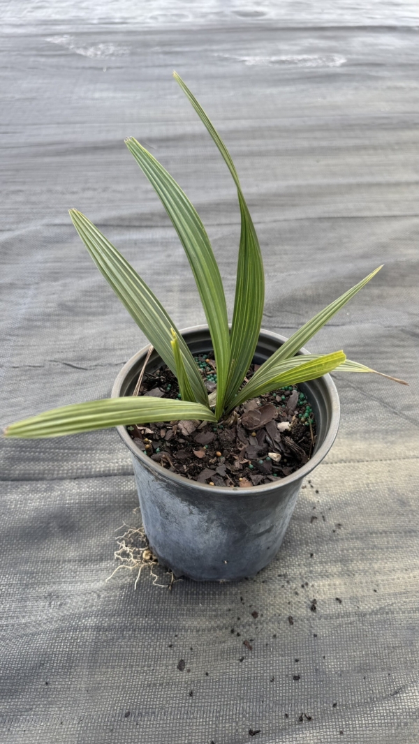 Sabal minor
