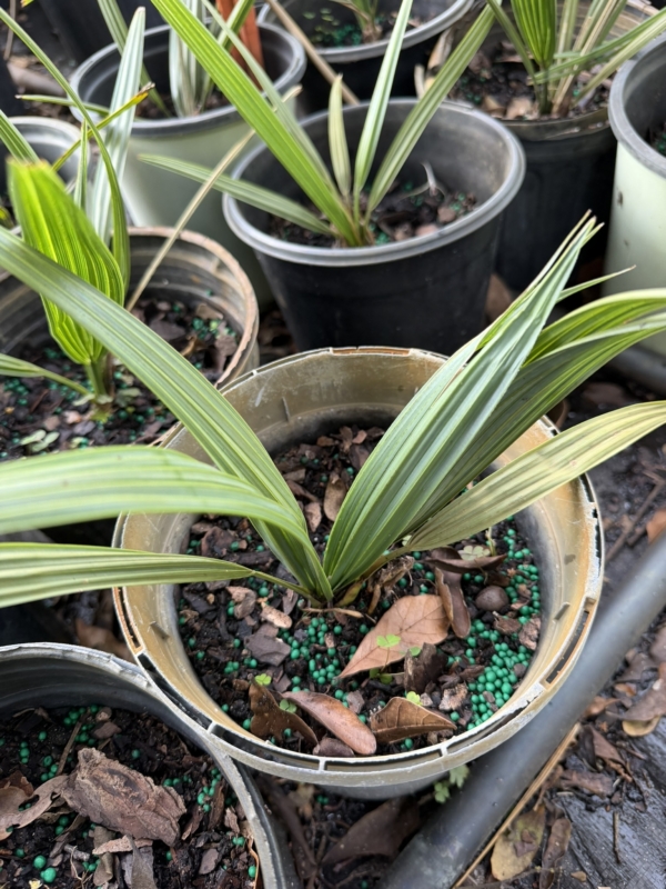 Sabal palmetto