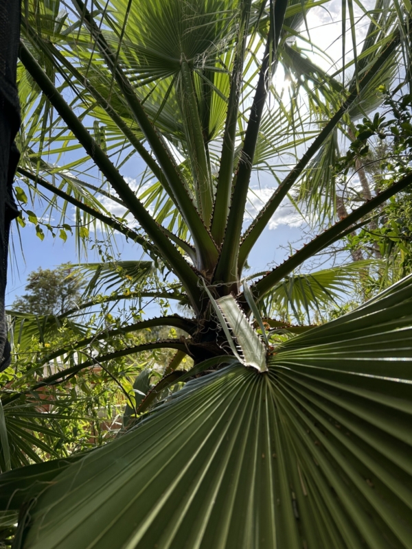 Washingtonia filifera