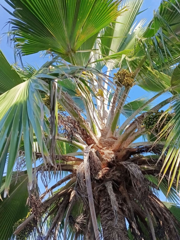 Pritchardia pacifica