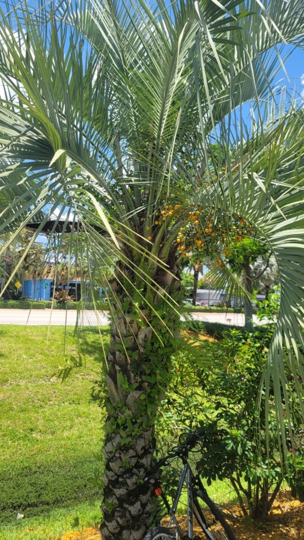 Butia capitata