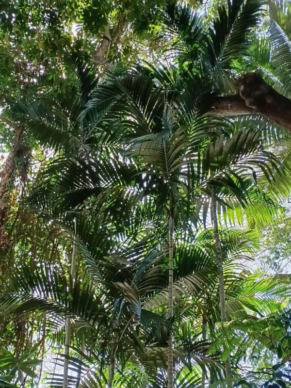 Ptychosperma elegans