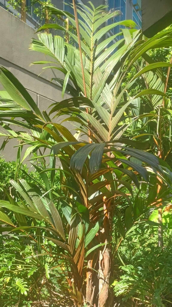 Areca vestiaria - maroon