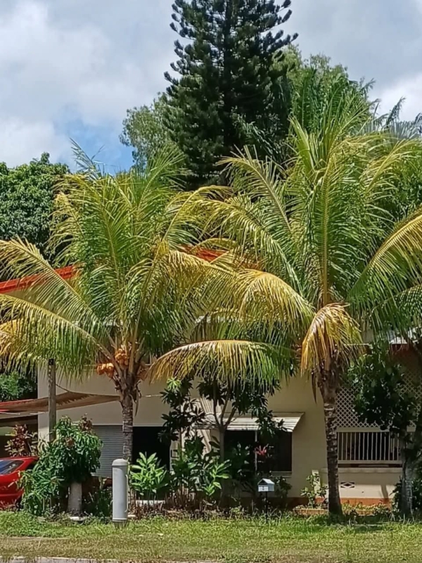 Cocos nucifera