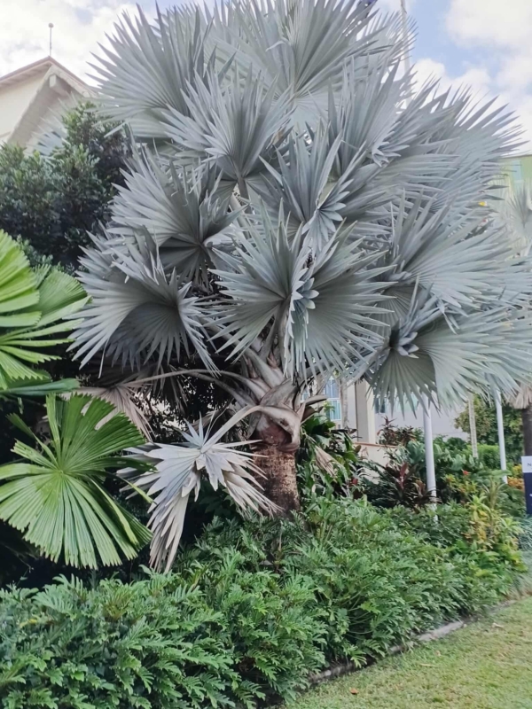 Bismarckia nobilis