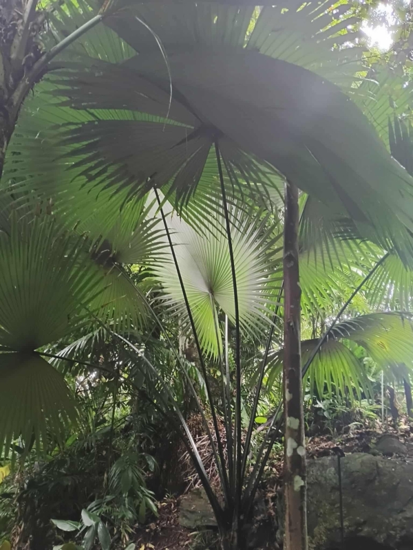 Kerriodoxa elegans