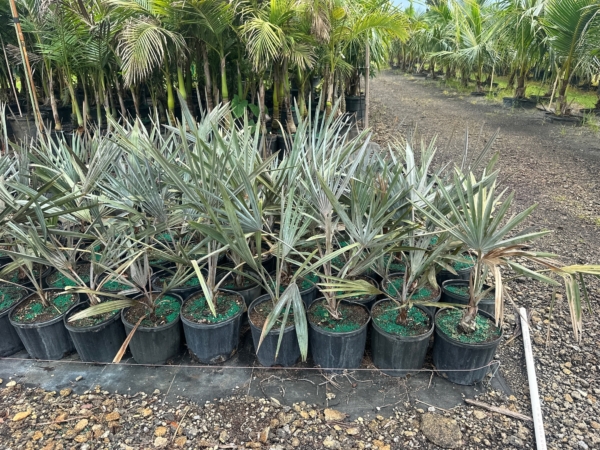 Serenoa repens sp. silver