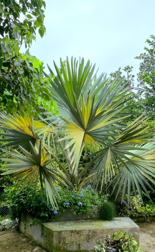 Bismarckia nobilis