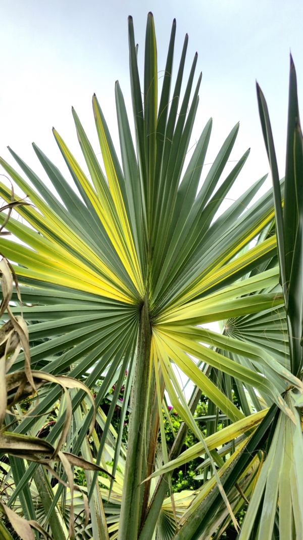 Bismarckia nobilis