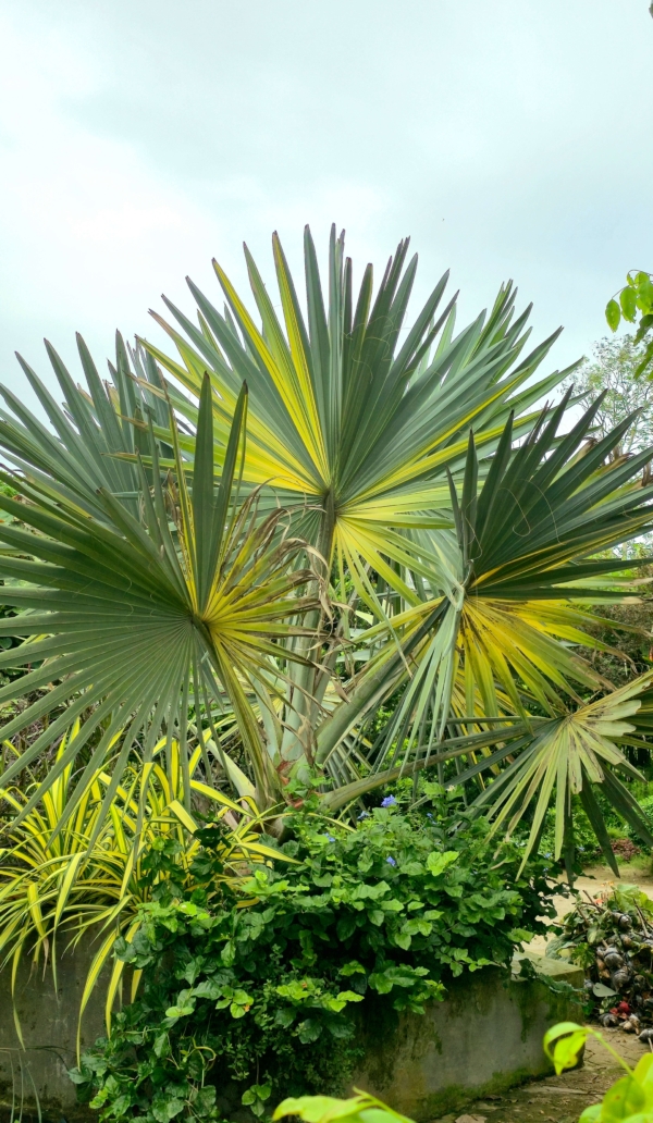 Bismarckia nobilis
