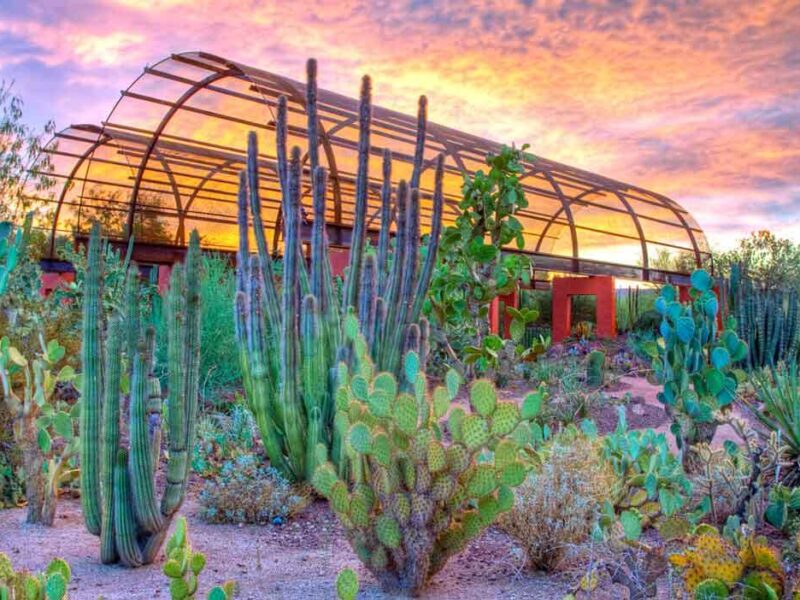 Desert Botanical Garden