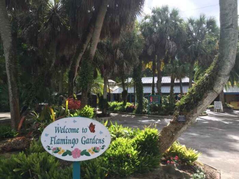 Flamingo Gardens
