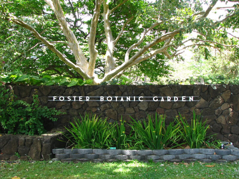 Foster Botanical Garden (Honolulu Botanical Gardens)