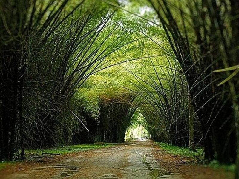 Jardín Botánico Lancetilla