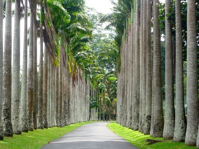 Royal Botanic Gardens, Peradeniya