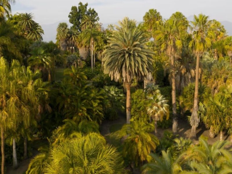 The Huntington Botanical Gardens