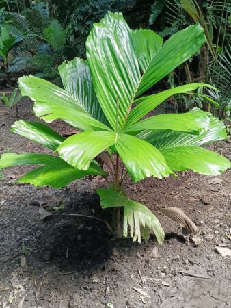 Hydriastele beguinii