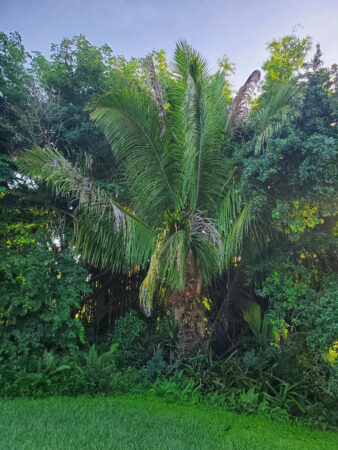 Beccariophoenix fenestralis