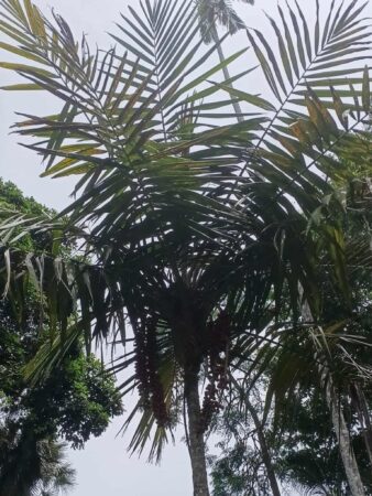 Calyptrocalyx albertisianus