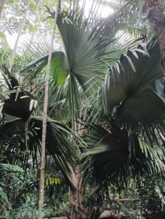 Tahina spectabilis