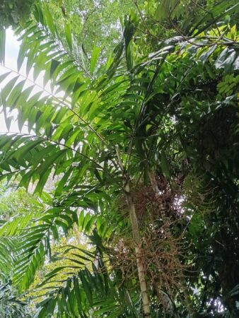 Ptychosperma sp. Wotoboho