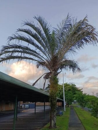 Chrysalidocarpus decaryi
