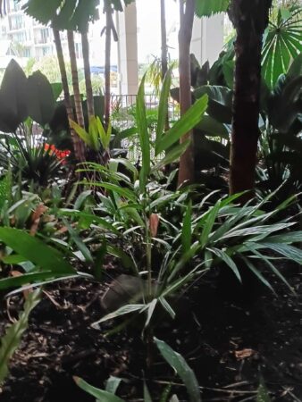 Linospadix monostachyos