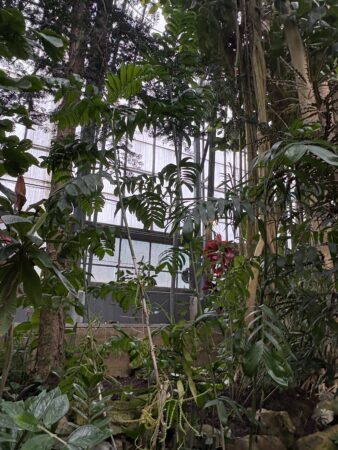 Chamaedorea seifrizii