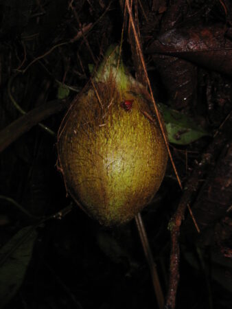 Bactris chocoensis