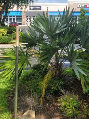 Leucothrinax morrisii