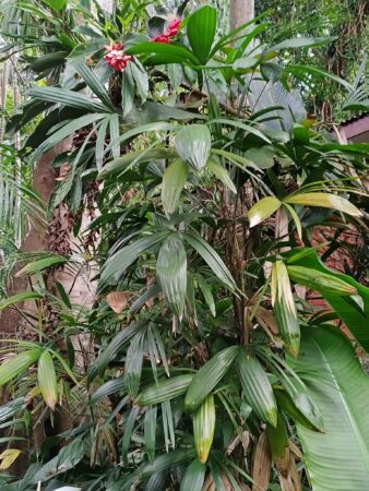 Rhapis subtilis