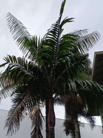 Pinanga insignis