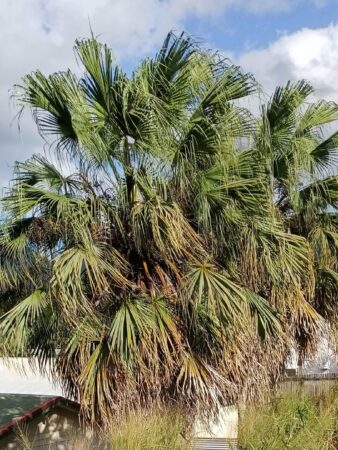 Livistona chinensis