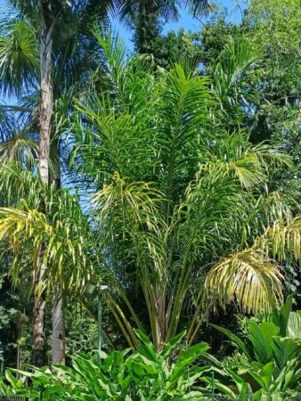 Metroxylon salomonense