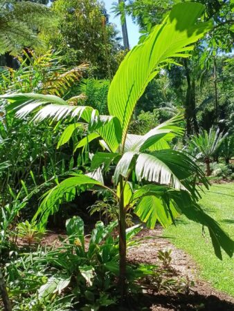Verschaffeltia splendida