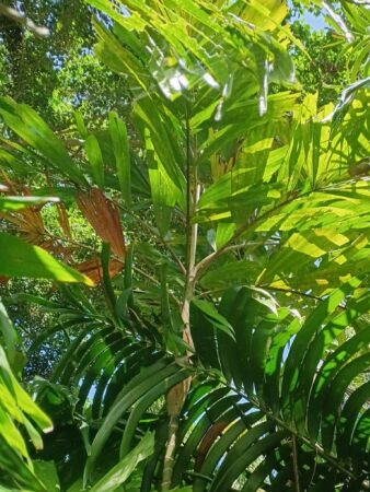 Hydriastele pleurocarpa