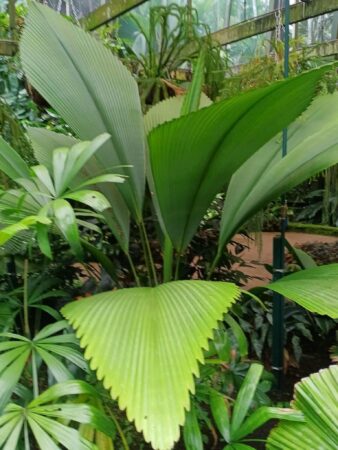 Johannesteijsmannia magnifica