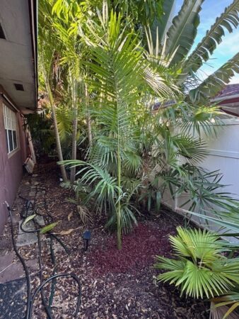 Archontophoenix myolensis