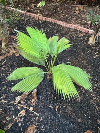 Beccariophoenix fenestralis