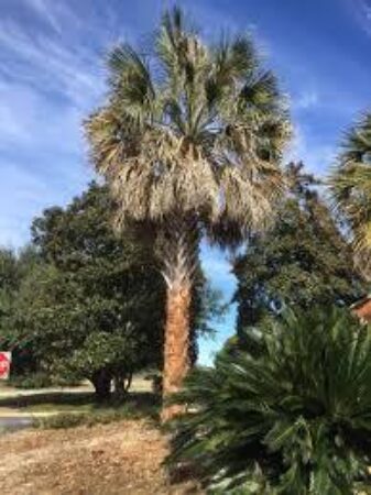 Sabal causiarum x palmetto