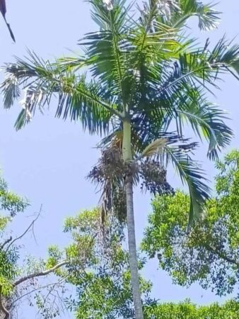 Actinorhytis calapparia