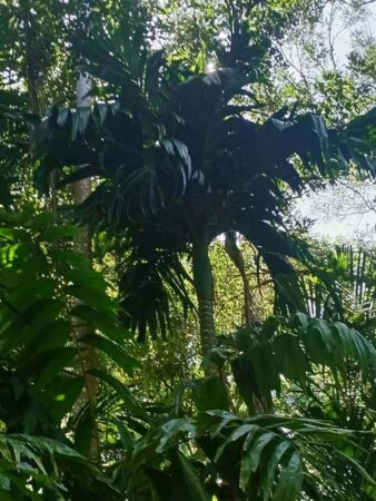 Areca catechu 'Dwarf'