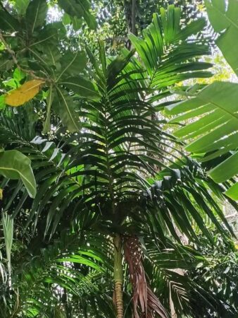Areca macrocalyx