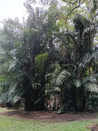 Arenga australasica